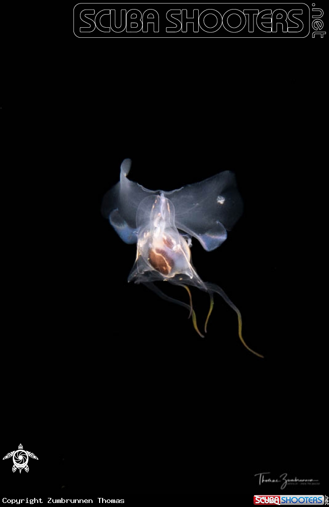 A Sea butterfly 