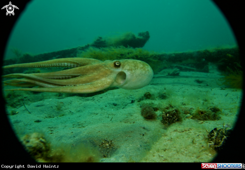 A Octopus