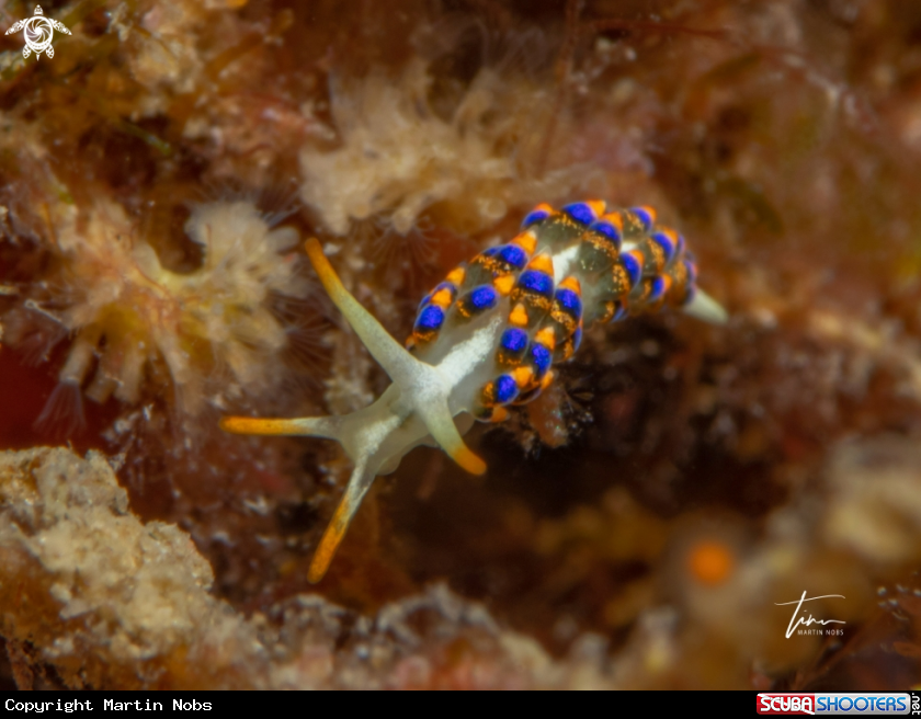 A Trinchesia morrowae
