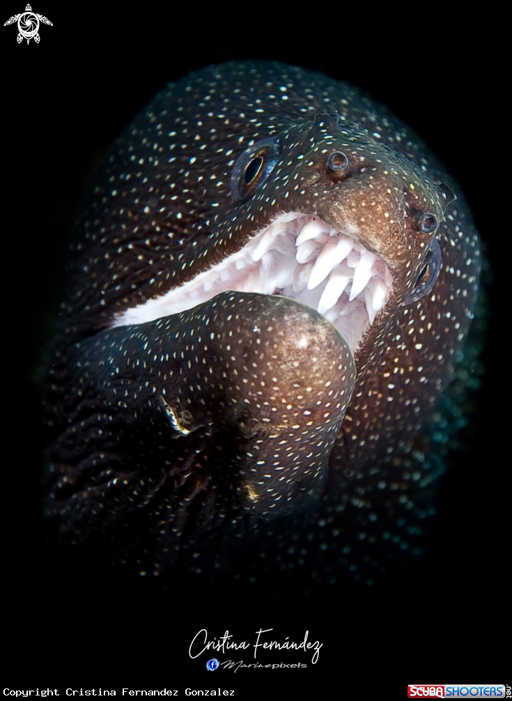 A White mouth moray