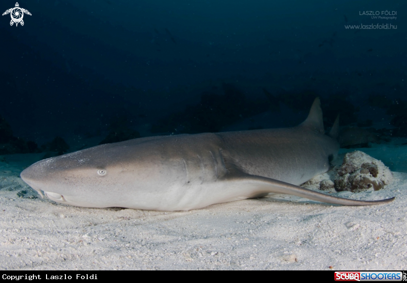 A Nurse Shark 