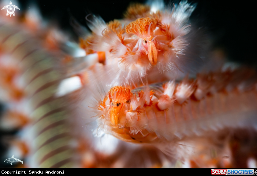 A Fire worm