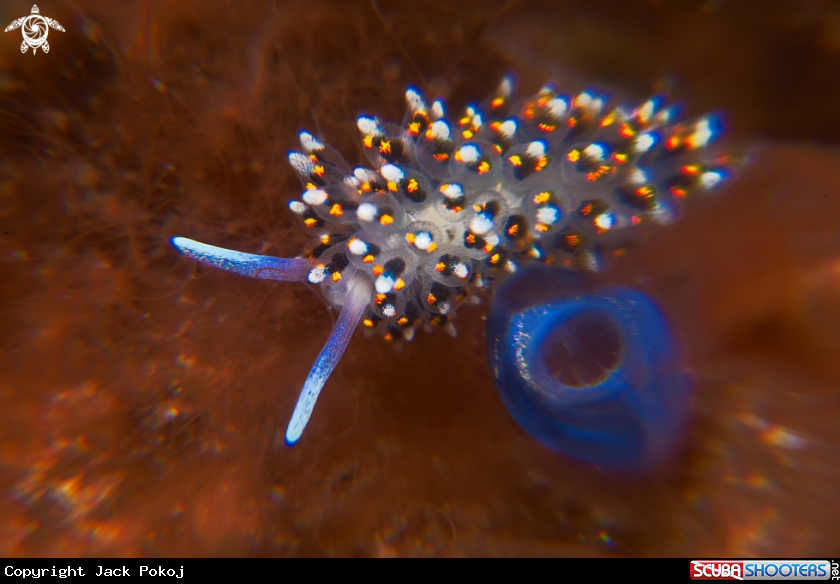 A Stiliger sp.
