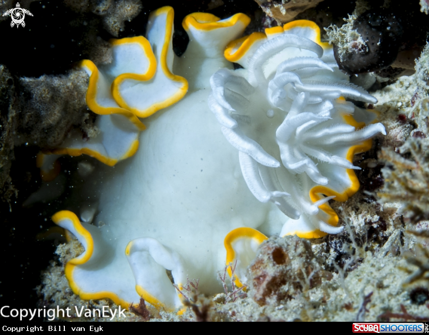 A Dorid nudibranch