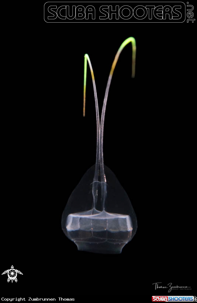 A Hydrozona