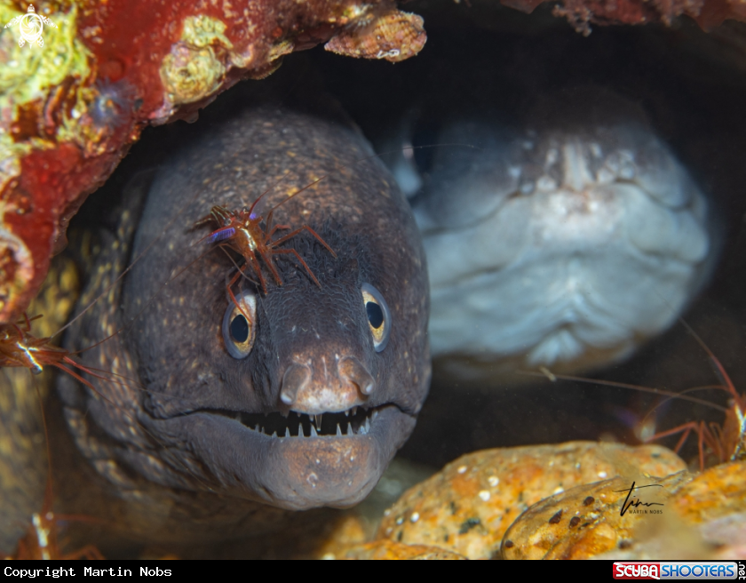 A Monaco shrimp on Moray eel
