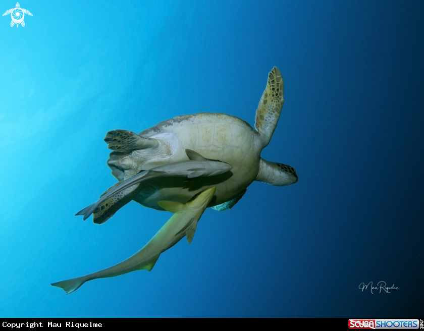 A Green Sea Turtle and Sharksuckers