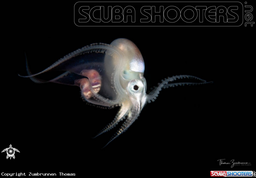 A Blanket Octopus 