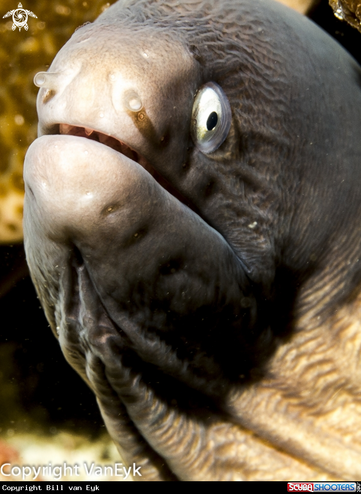A White-eyed Moray Eel