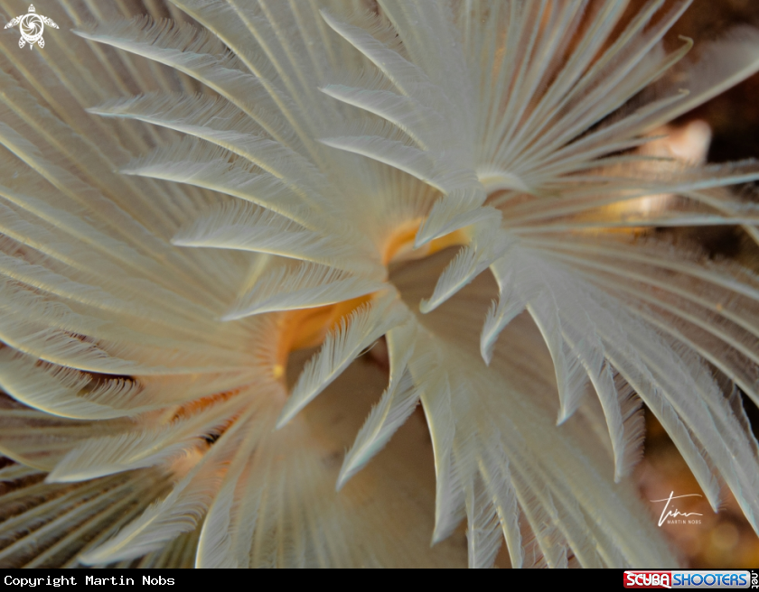 A Fan worm
