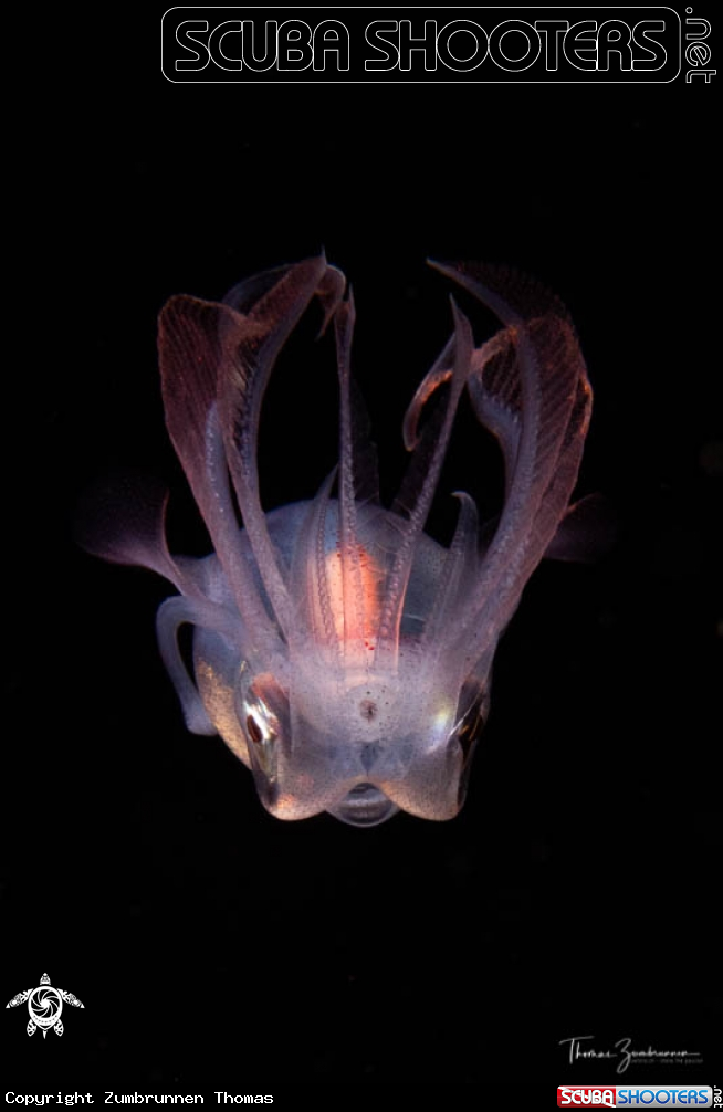 A Diamond squid 