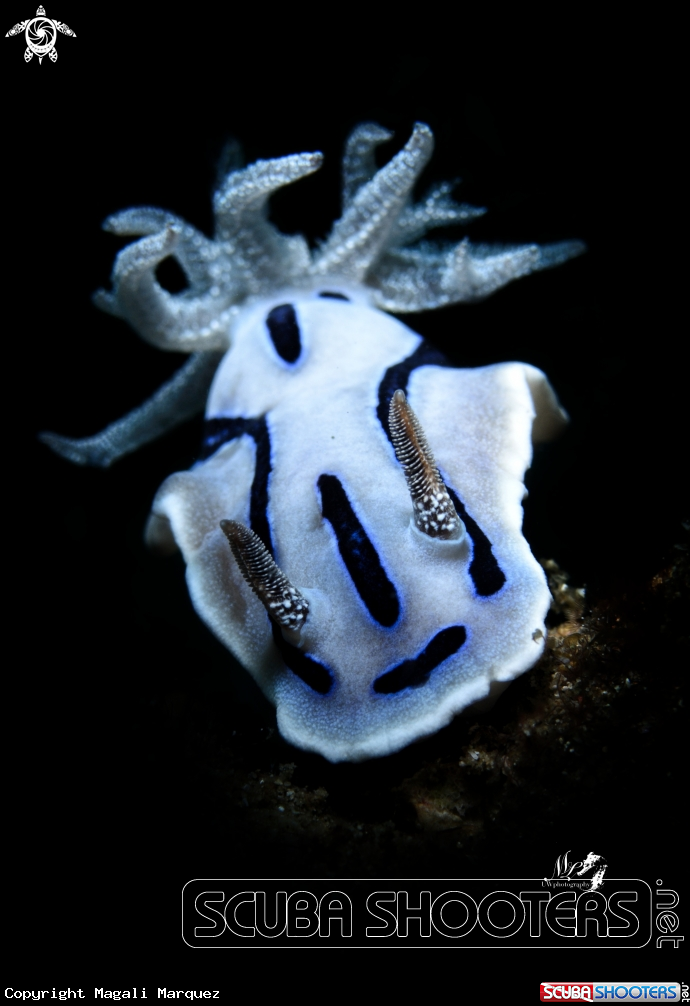 A Chromodoris willani 