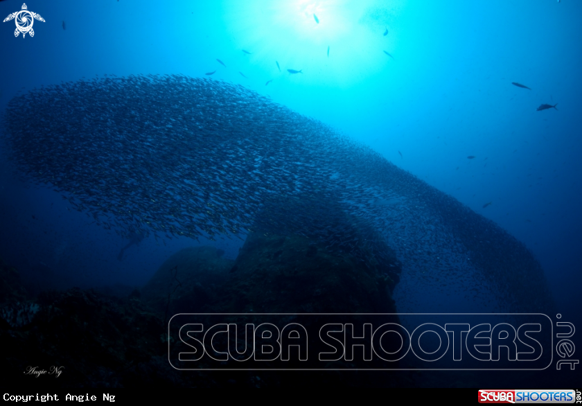 A Silversides