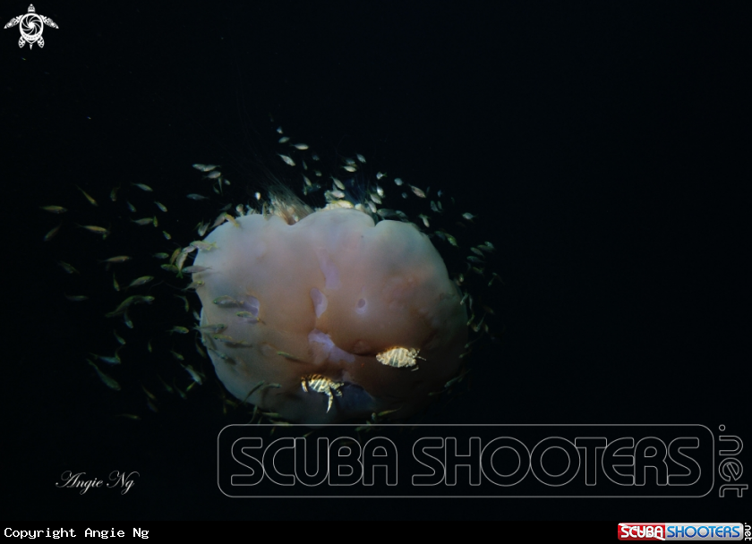 A Jelly fish
