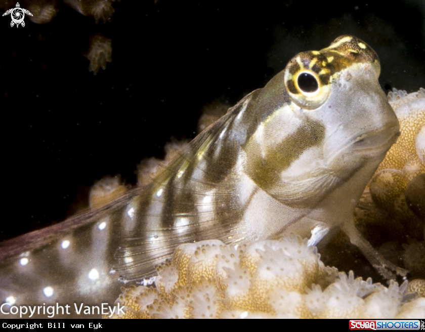 A Linear (Lined) Blenny