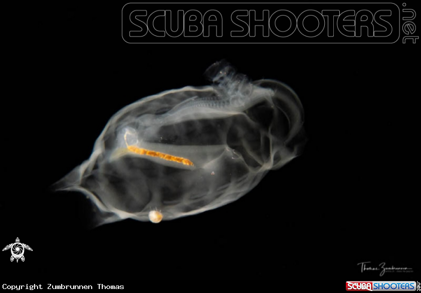 A Salp