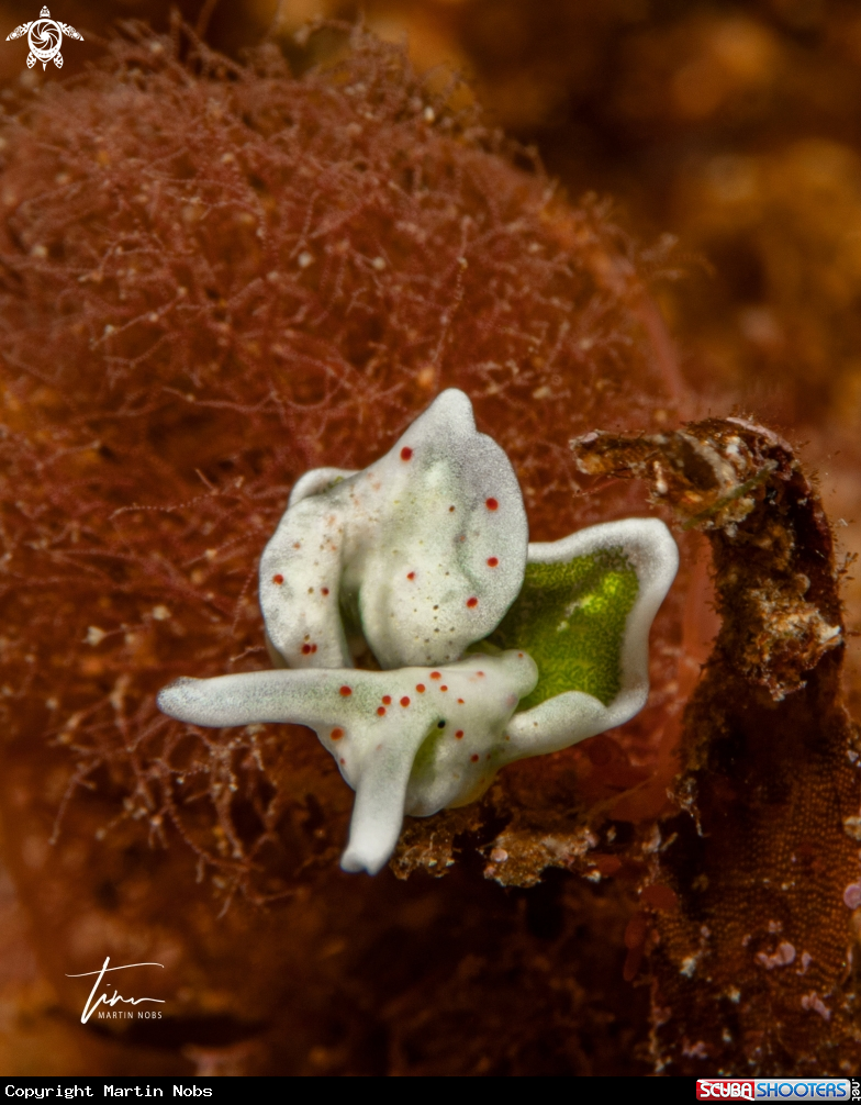 A Elysia timida
