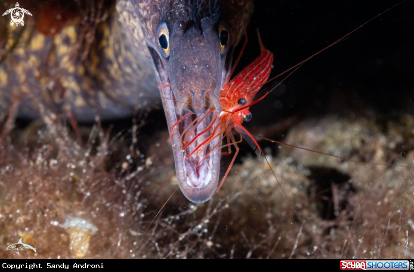 A Moray eel cleaner shrimp