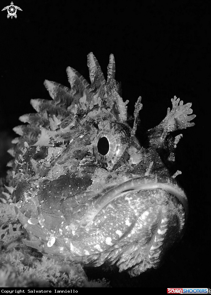A underwater creature