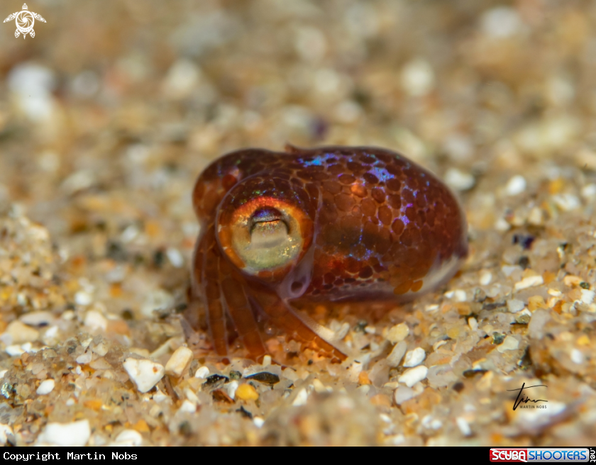 A Dwarf Bobtail Squid