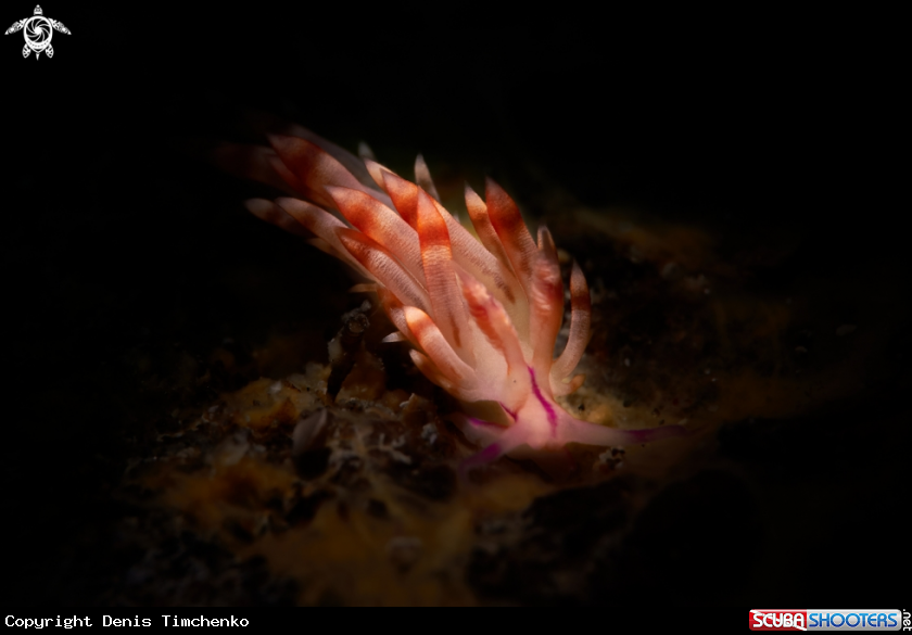 A NUDIBRANCH