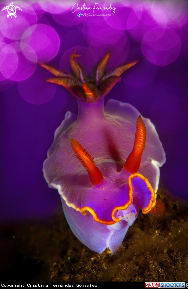 A Nudibranch