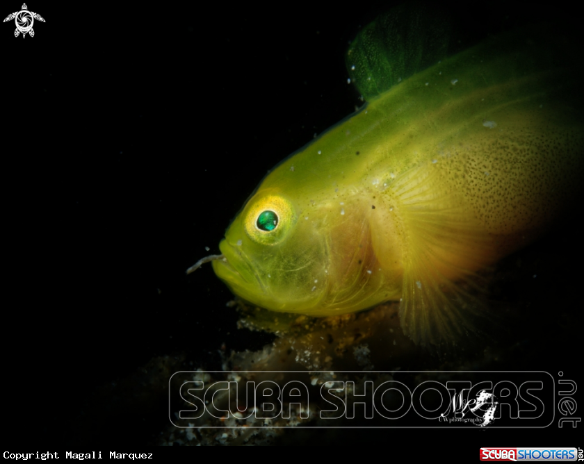 A Yellow Gobyfish