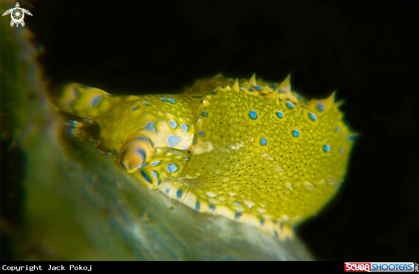 A Elysia pusilla