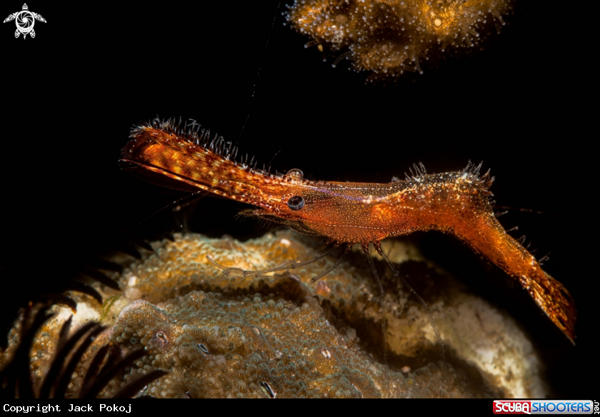 A Donal Duck shrimp