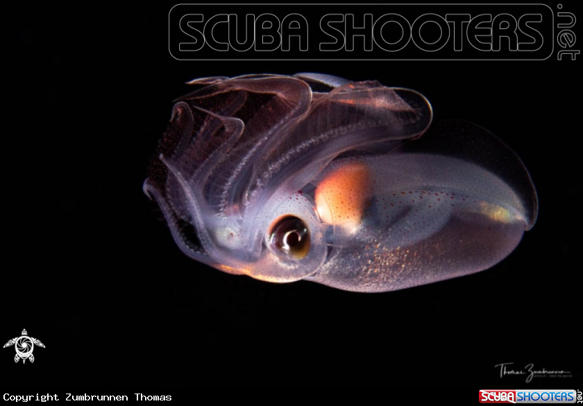 A Diamond squid 