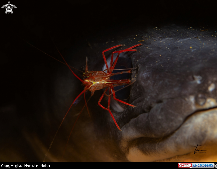 A Conger eel / Monaco shrimp