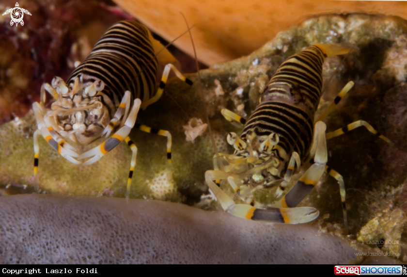 A bumblebee shrimp