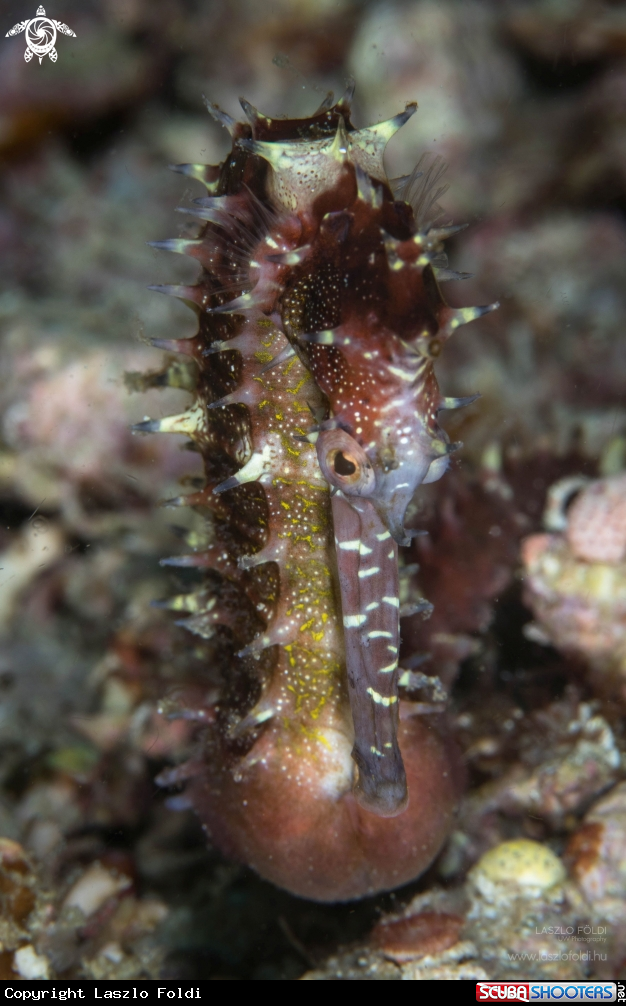A Seahorse 