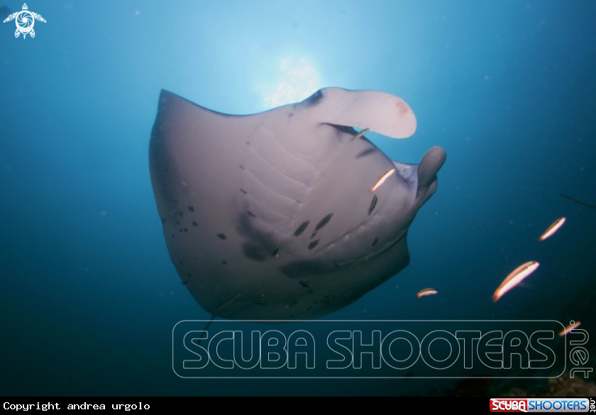 A Manta, Moray Eel, Nurse Shark
