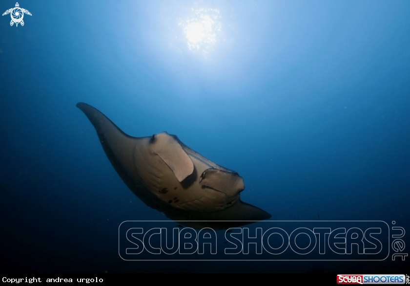 A Manta, Moray Eel, Nurse Shark