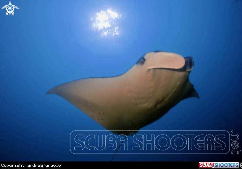 A Manta, Moray Eel, Nurse Shark