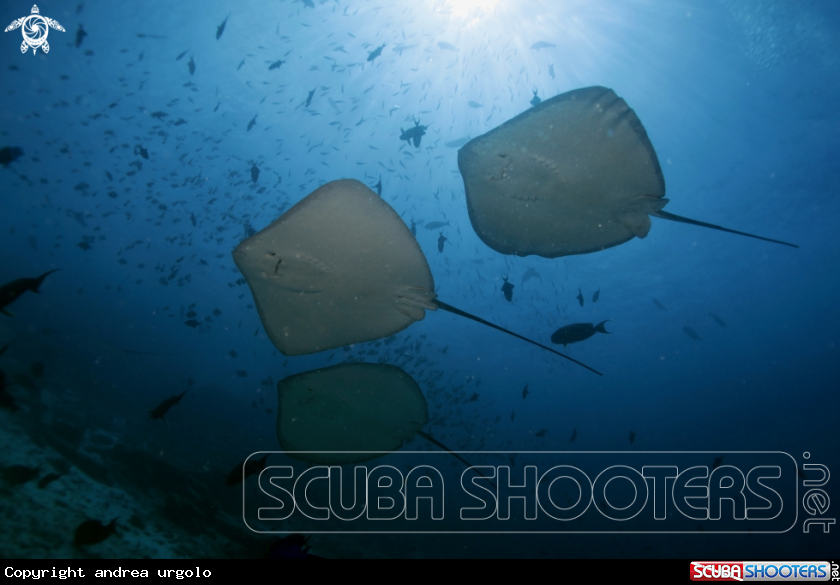 A Manta, Moray Eel, Nurse Shark
