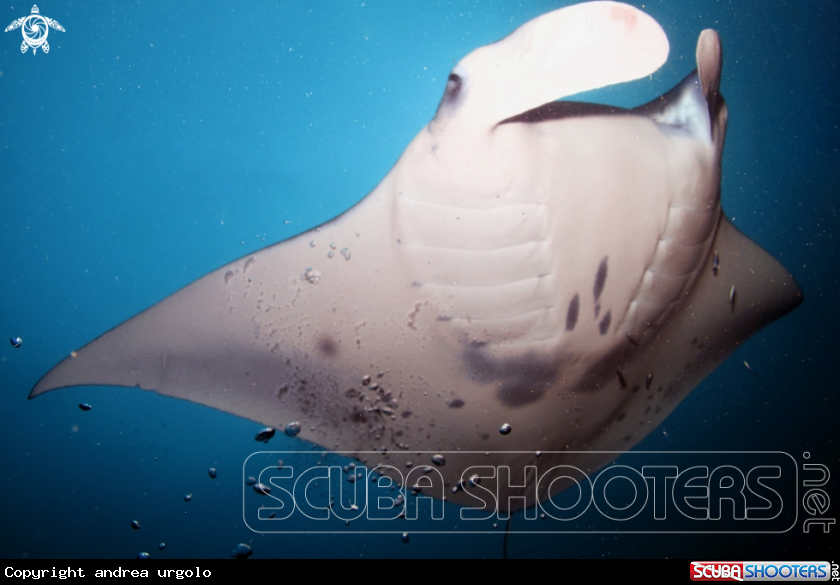 A Manta, Moray Eel, Nurse Shark