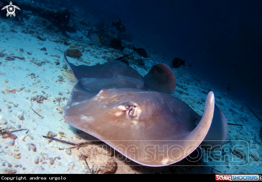A Manta, Moray Eel, Nurse Shark