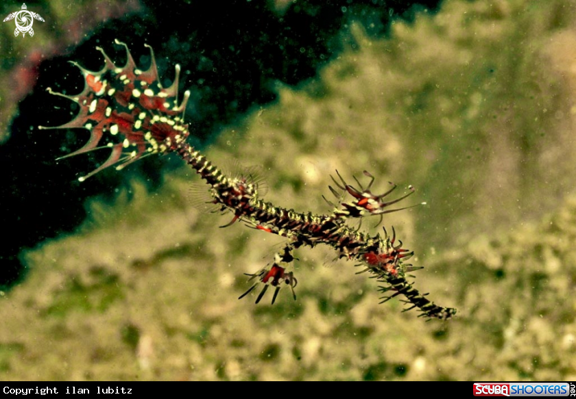 A ghost pipefish