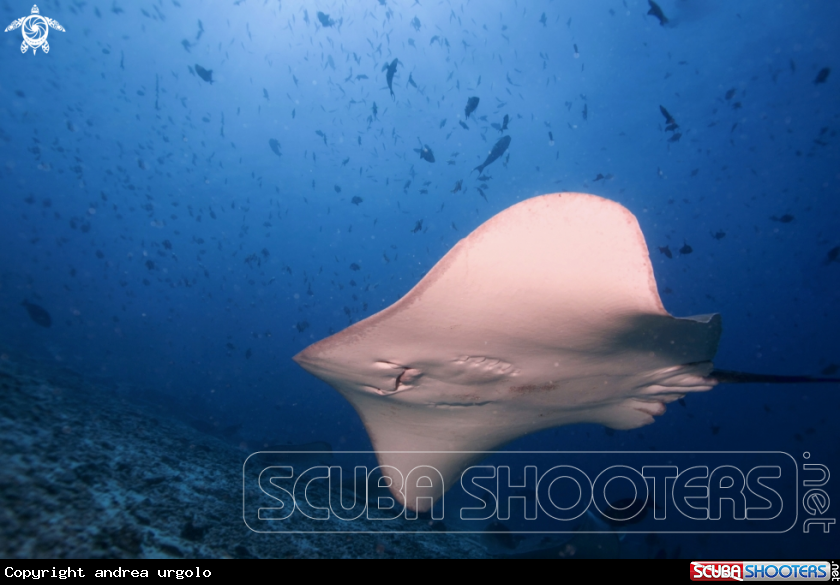 A Manta, Moray Eel, Nurse Shark