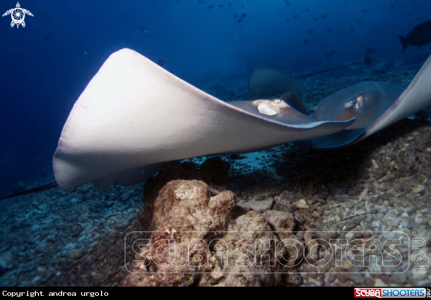 A Manta, Moray Eel, Nurse Shark