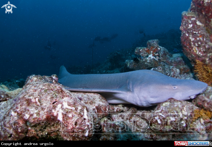 A Manta, Moray Eel, Nurse Shark