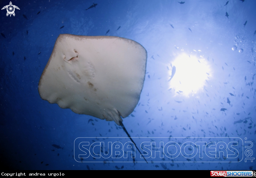 A Manta, Moray Eel, Nurse Shark