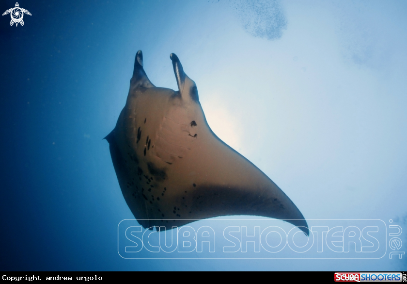 A Manta, Moray Eel, Nurse Shark
