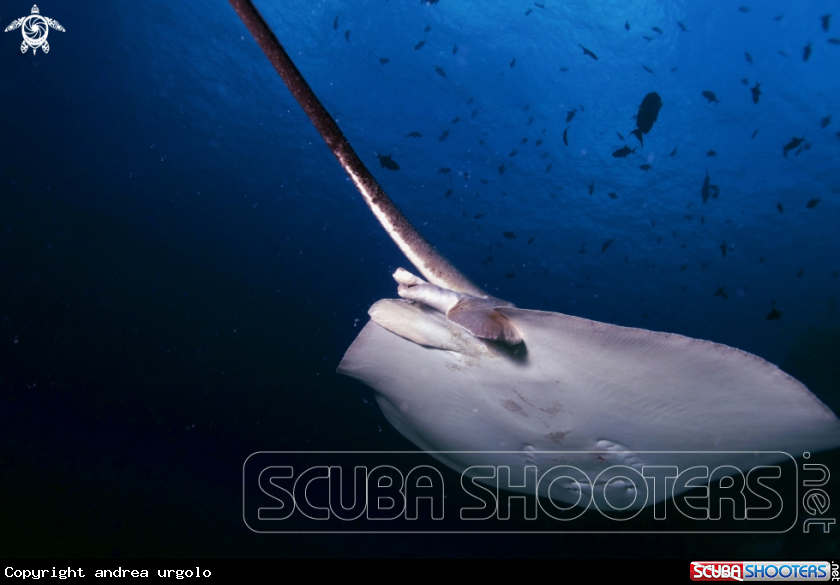 A Manta, Moray Eel, Nurse Shark