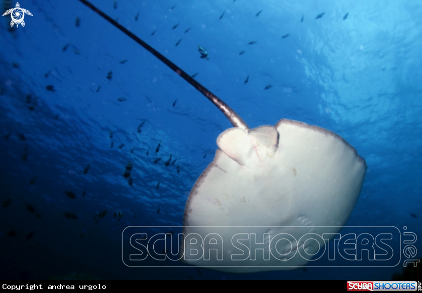 A Manta, Moray Eel, Nurse Shark