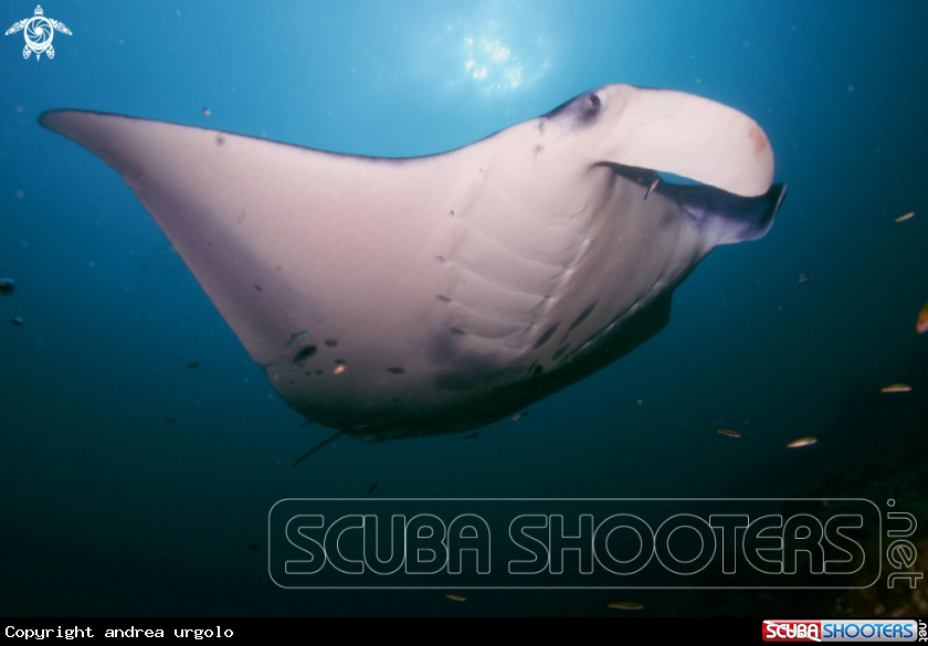 A Manta, Moray Eel, Nurse Shark
