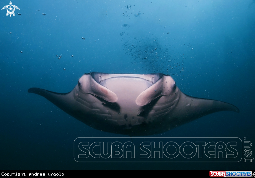 A Manta, Moray Eel, Nurse Shark