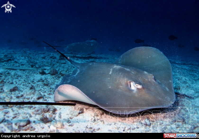 A Manta, Moray Eel, Nurse Shark
